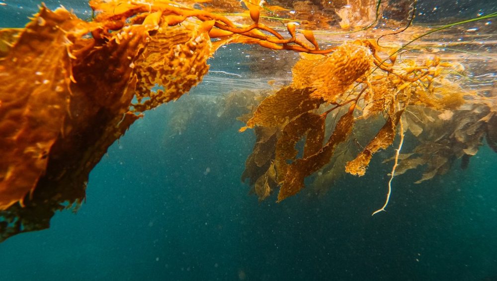 Seaweed underwater in a kelp forest
