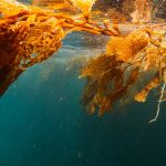 Seaweed underwater in a kelp forest