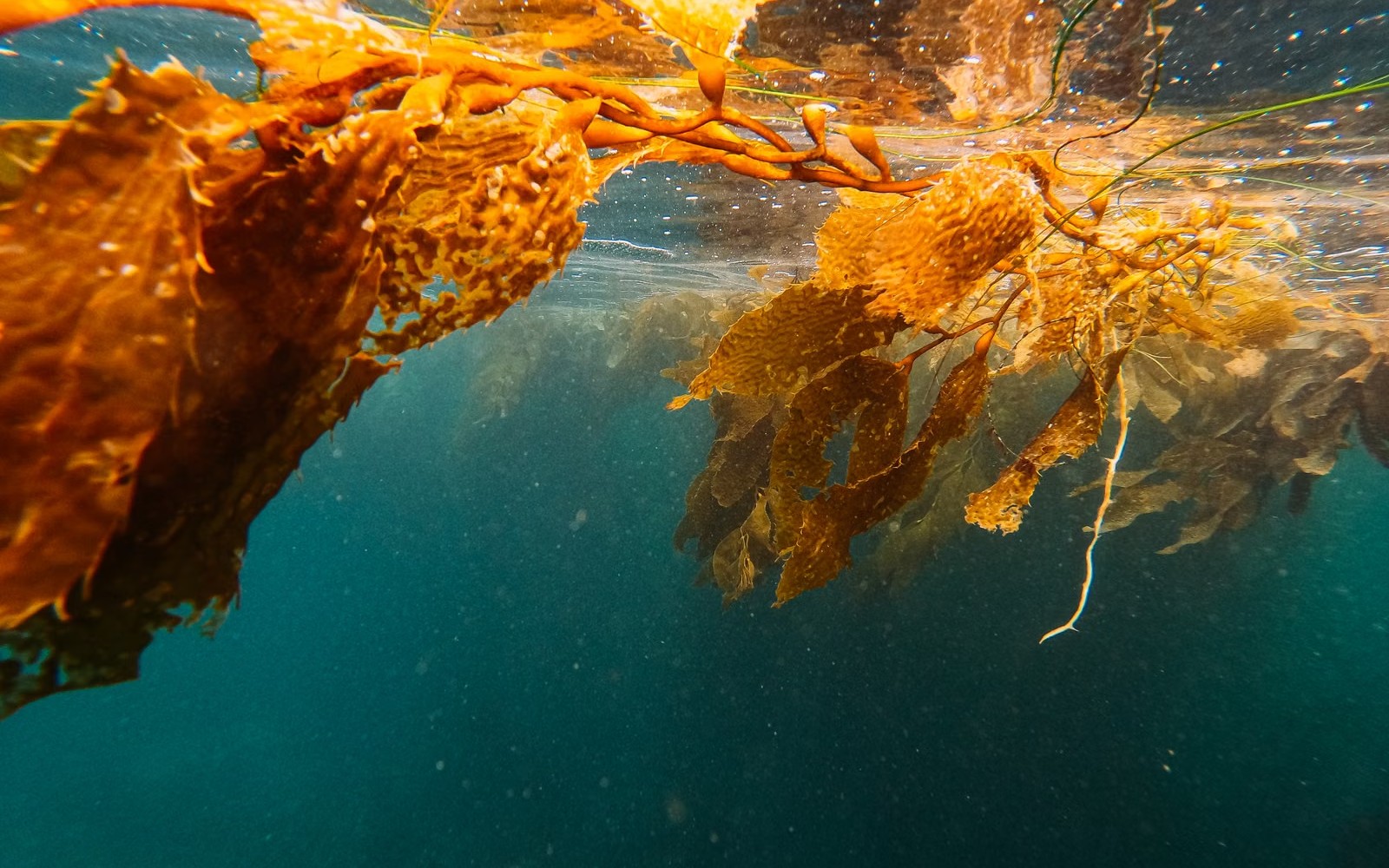 Seaweed underwater in a kelp forest