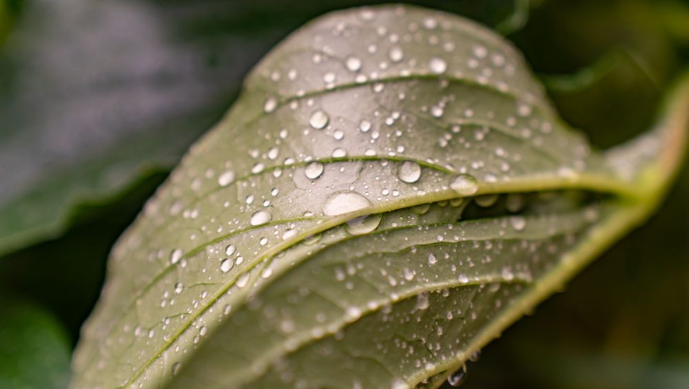 Water droplets beading on the surface of a leaf