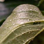 Water droplets beading on the surface of a leaf
