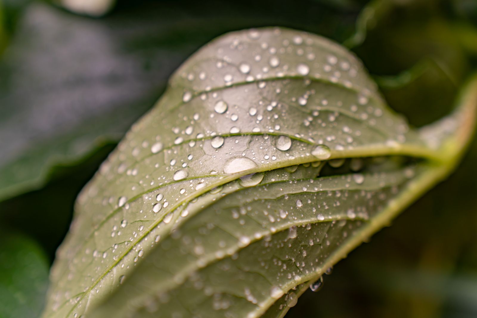 Water droplets beading on the surface of a leaf