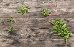 Fresh herbs laid out on a wooden table