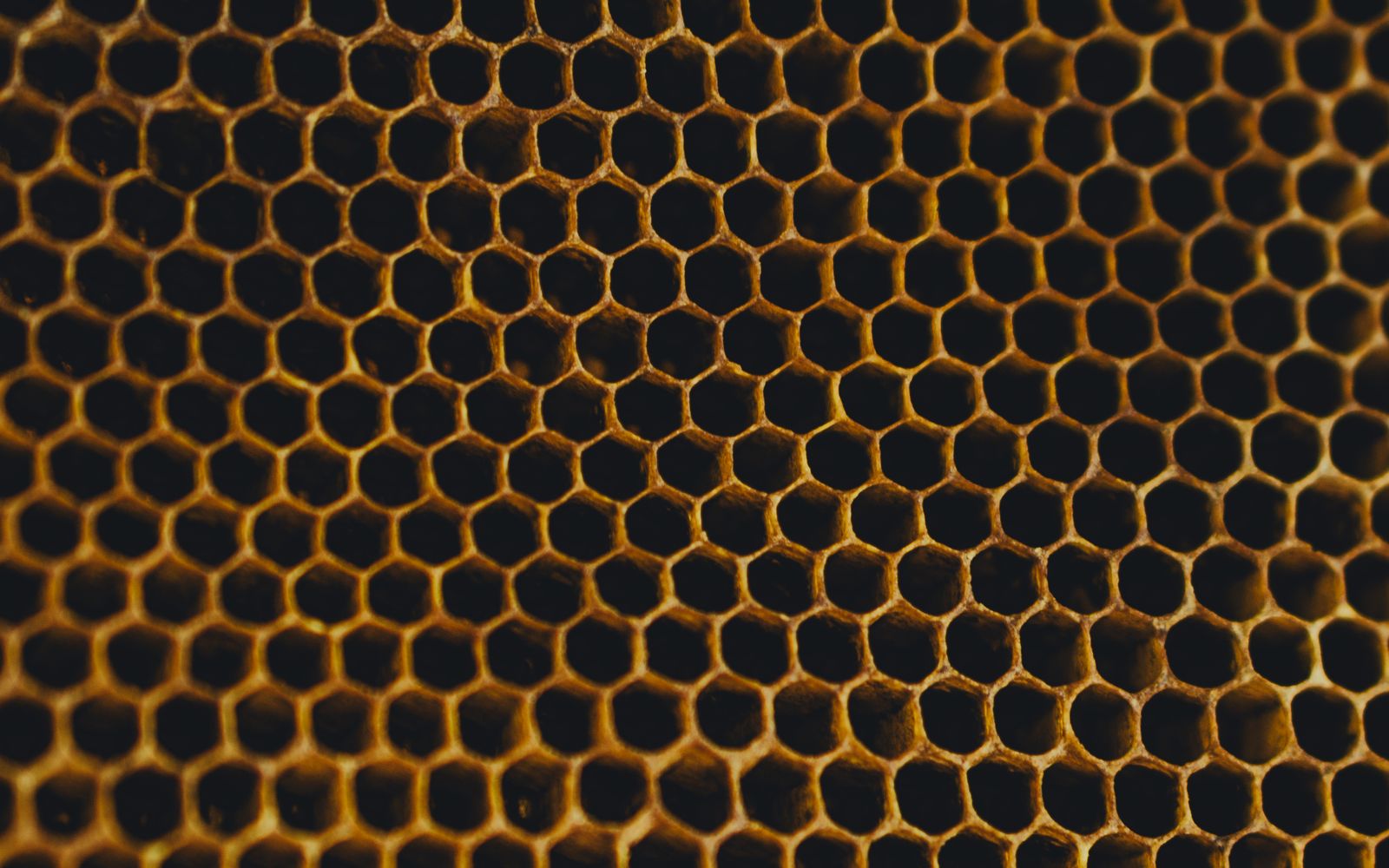 Close-up of honeycomb, the hexagonal wax cells catching the light