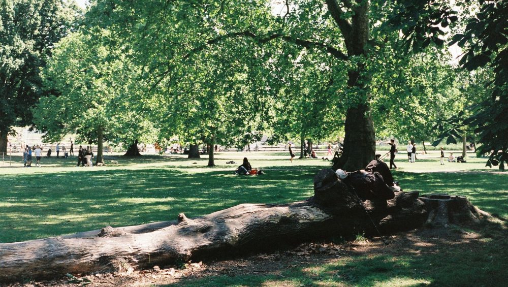 A wide park on a bright summer day, a visitor resting in the deep shade of a large tree while sun lights the lawn beyond