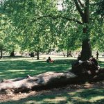 A wide park on a bright summer day, a visitor resting in the deep shade of a large tree while sun lights the lawn beyond