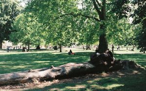 A wide park on a bright summer day, a visitor resting in the deep shade of a large tree while sun lights the lawn beyond
