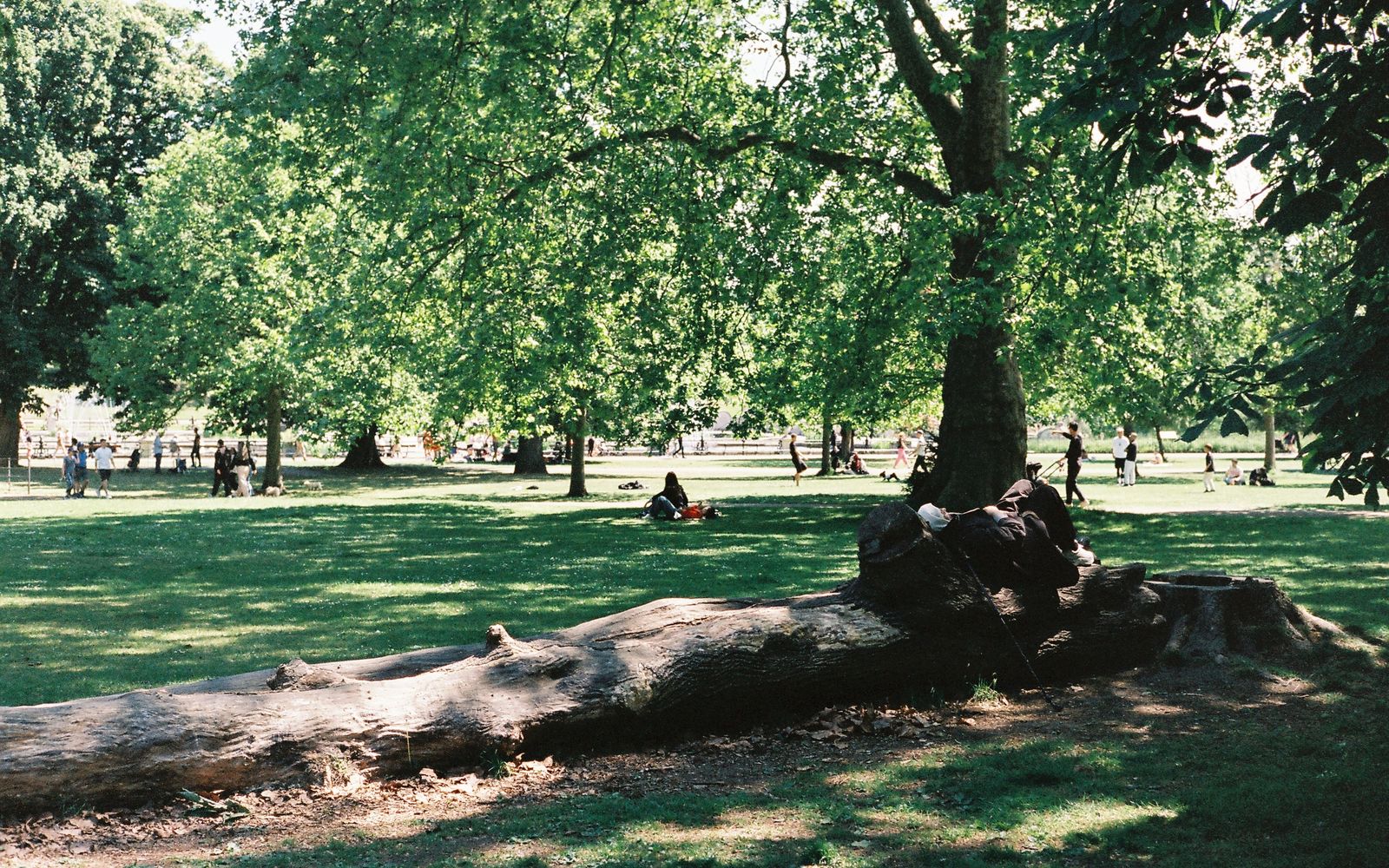A wide park on a bright summer day, a visitor resting in the deep shade of a large tree while sun lights the lawn beyond