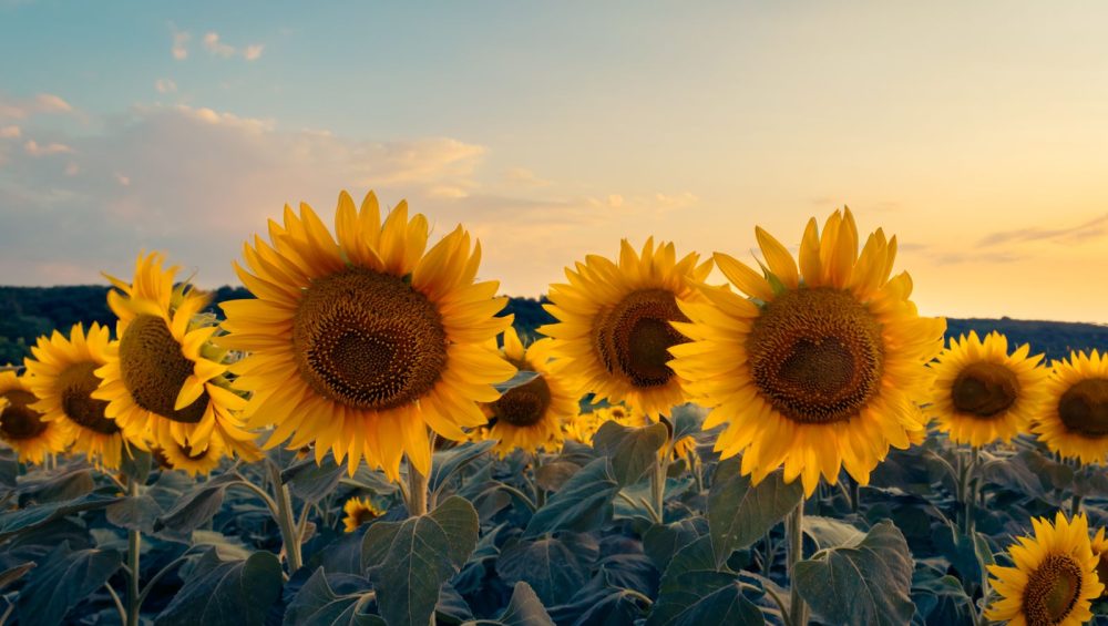 A field of sunflowers at sunset, heads lit by low sun