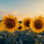 A field of sunflowers at sunset, heads lit by low sun