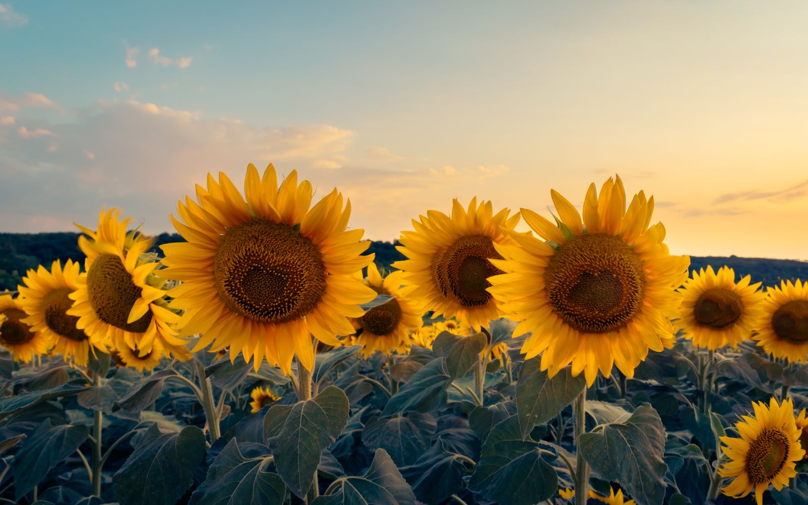 A field of sunflowers at sunset, heads lit by low sun