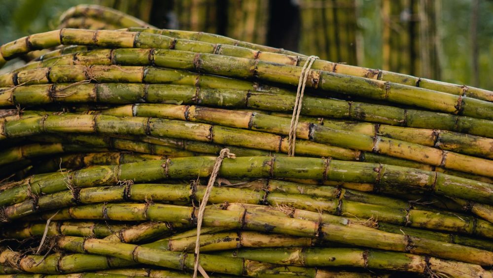 Bundles of freshly cut sugar cane stalks tied and stacked in daylight