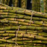 Bundles of freshly cut sugar cane stalks tied and stacked in daylight