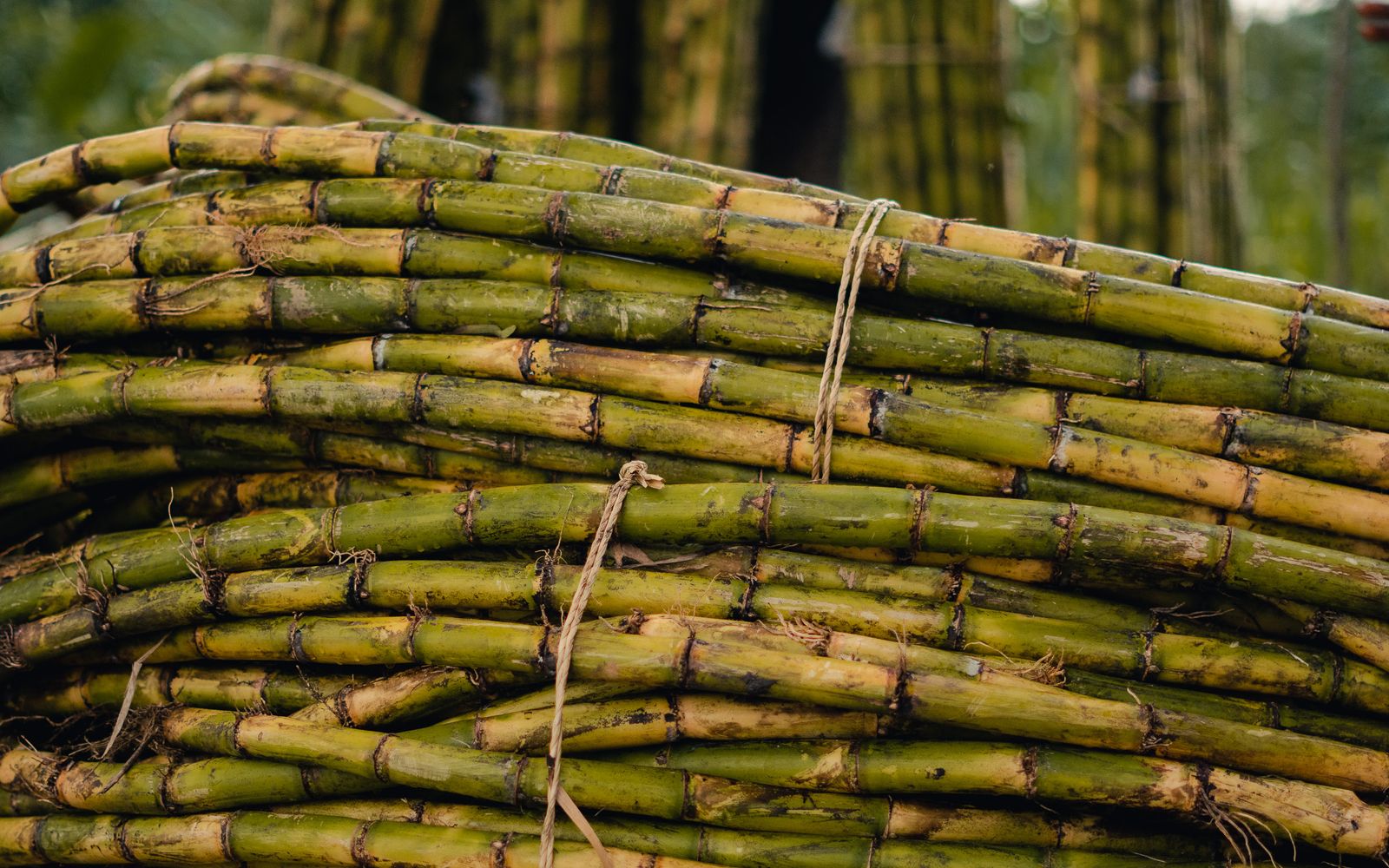 Bundles of freshly cut sugar cane stalks tied and stacked in daylight